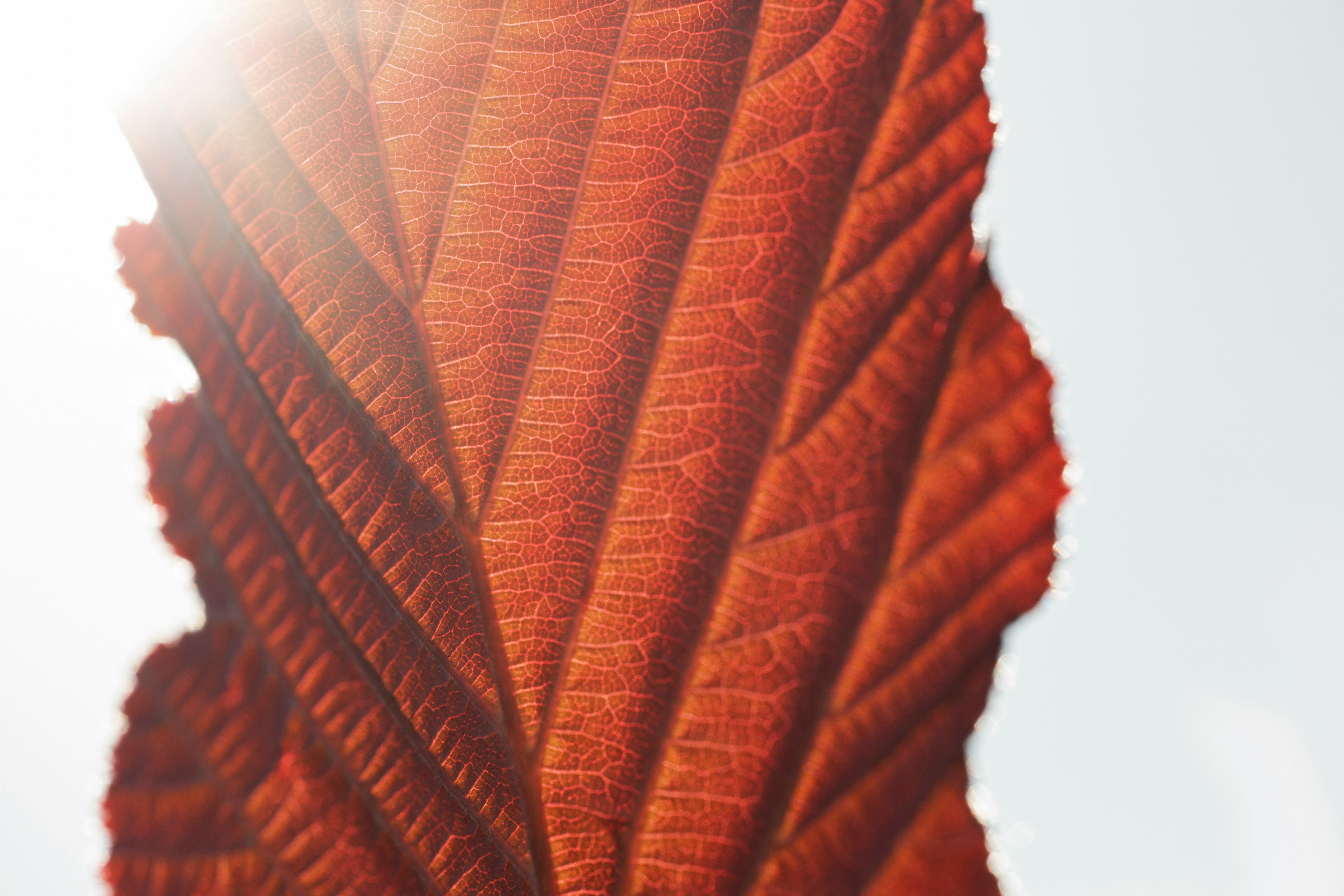 brown leaf